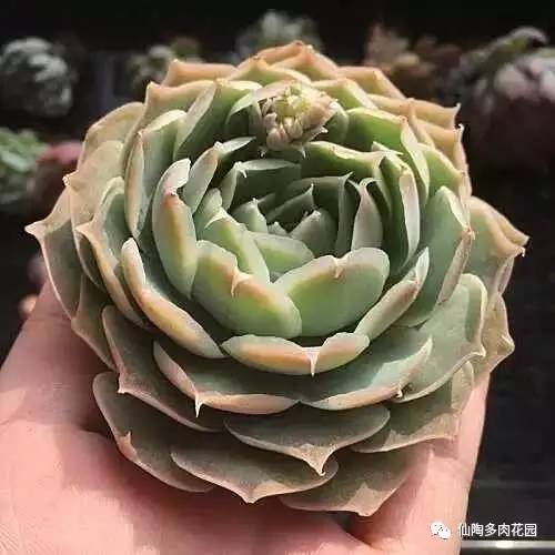 阿爾巴白月影多肉_阿爾巴白月影多肉_阿爾巴白月影多肉