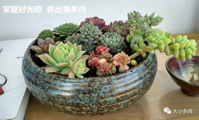 阿爾巴白月影徒長了_阿爾巴白月影多肉_多肉阿爾巴白月影怎么養(yǎng)