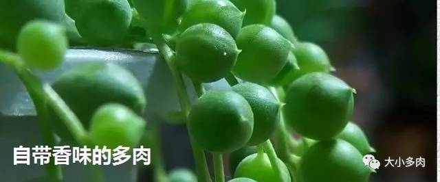 阿爾巴白月影徒長了_阿爾巴白月影多肉_多肉阿爾巴白月影怎么養(yǎng)