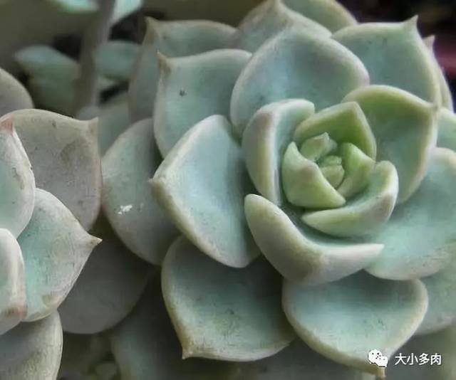 阿爾巴白月影多肉_阿爾巴白月影徒長了_多肉阿爾巴白月影怎么養(yǎng)