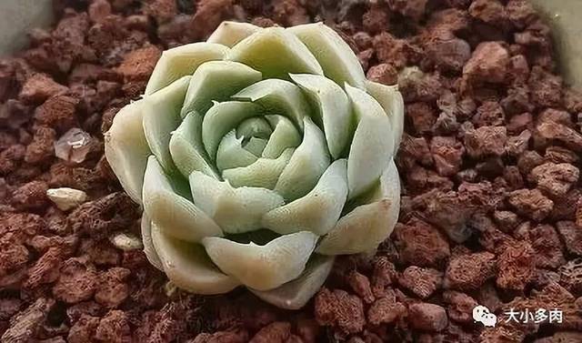 多肉阿爾巴白月影怎么養(yǎng)_阿爾巴白月影徒長了_阿爾巴白月影多肉