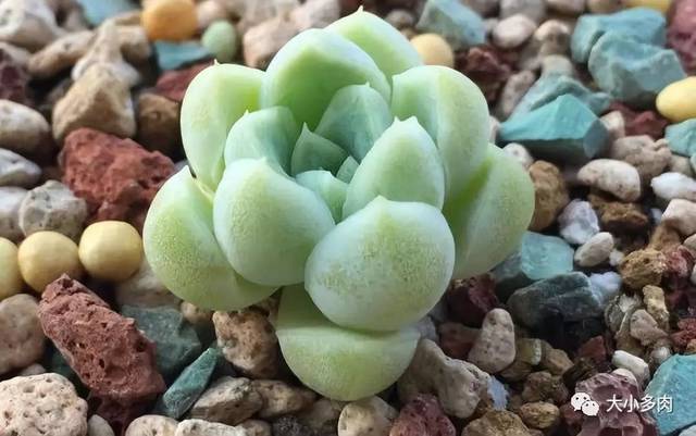 阿爾巴白月影徒長了_阿爾巴白月影多肉_多肉阿爾巴白月影怎么養(yǎng)