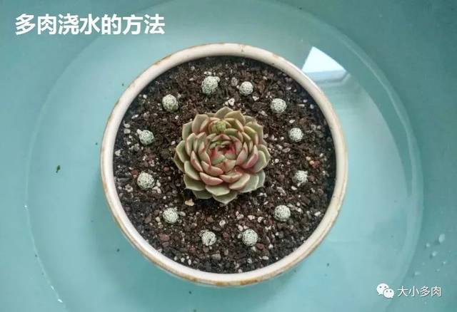阿爾巴白月影多肉_阿爾巴白月影徒長了_多肉阿爾巴白月影怎么養(yǎng)