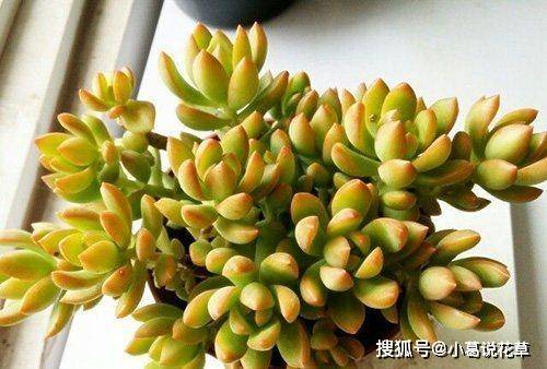 5種漂亮多肉，皮實又好養，虐一虐更漂亮，新手也會養！