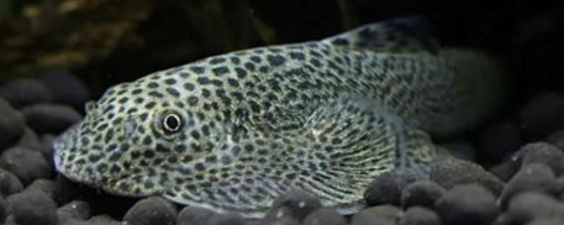 清缸魚的種類，包括清道夫、青苔鼠、吻鱸等品種