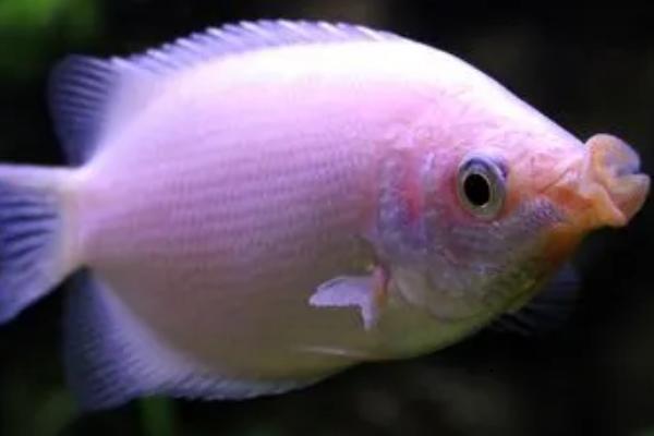 清缸魚的種類，包括清道夫、青苔鼠、吻鱸等品種