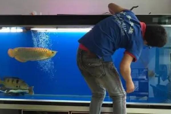清缸魚的種類，包括清道夫、青苔鼠、吻鱸等品種