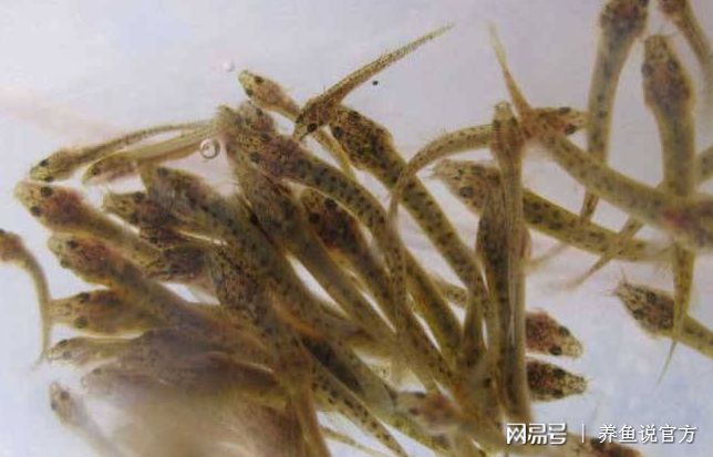 什么號稱魚缸清道夫魚都弱爆了，這家伙來幫忙清潔魚缸才妥妥的