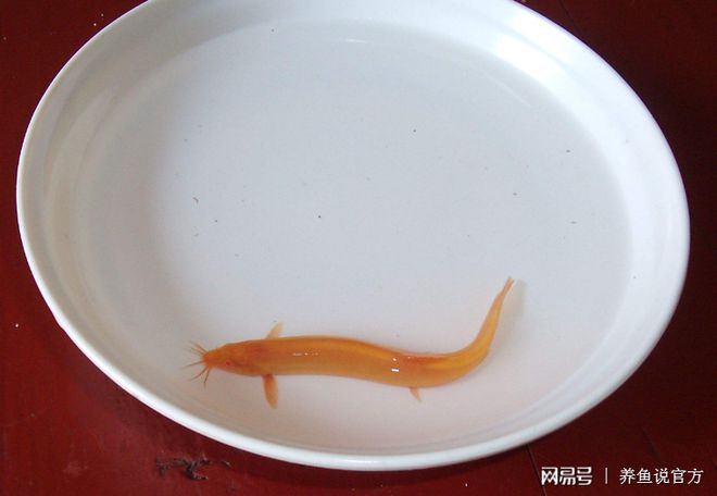 青苔魚吃小魚嗎_青苔魚吃嗎_吃青苔的觀賞魚