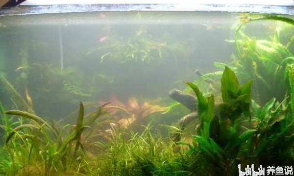 吃青苔的觀賞魚_喜歡吃青苔的魚用什么做餌料_青苔魚吃嗎