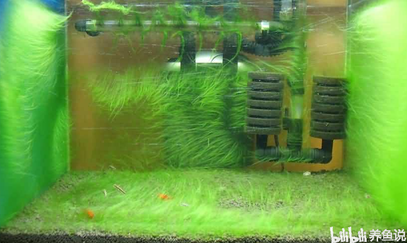 青苔魚吃嗎_吃青苔的觀賞魚_喜歡吃青苔的魚用什么做餌料