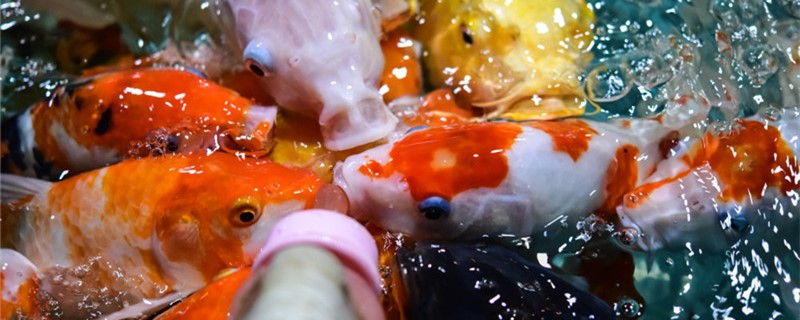 冷水觀賞魚哪種好養，新手養什么冷水魚好