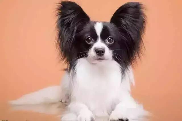 養狗小型犬_好養的小型犬_小型犬建議養哪個