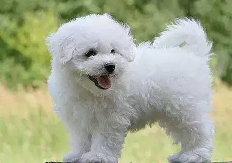 養狗小型犬_小型犬建議養哪個_好養的小型犬