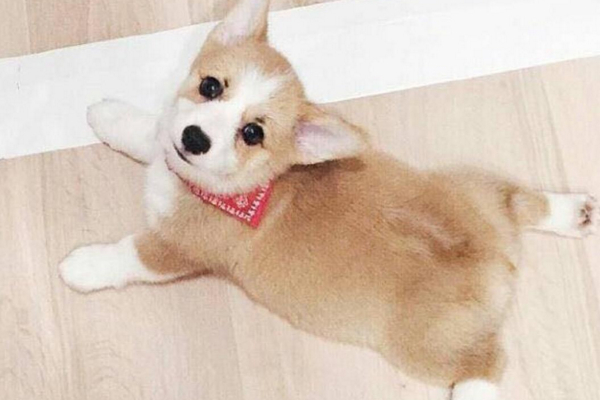 十種最好養的小型犬（什么小狗品種好養脾氣最好）
