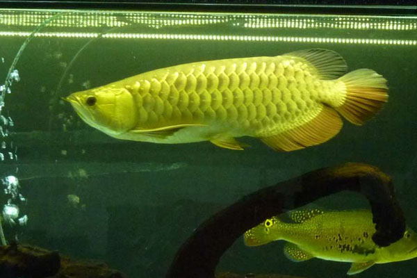 高背金龍魚