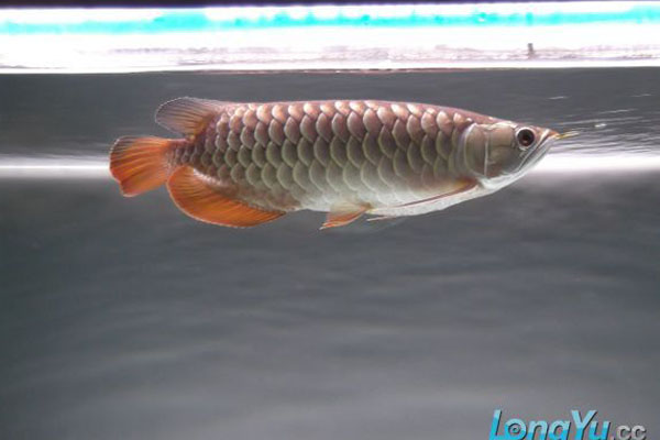 觀賞性金龍魚_觀賞魚大金龍_金龍魚觀賞魚
