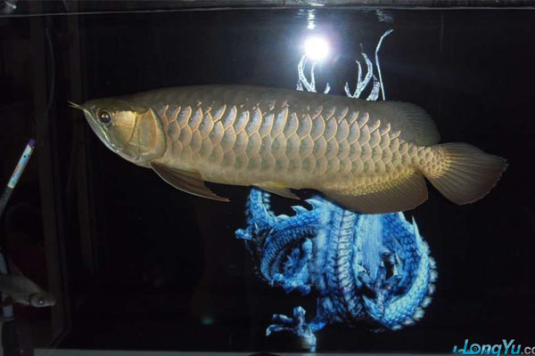 觀賞性金龍魚_觀賞魚大金龍_金龍魚觀賞魚