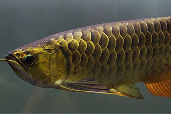 觀賞魚大金龍_金龍魚觀賞魚_觀賞性金龍魚