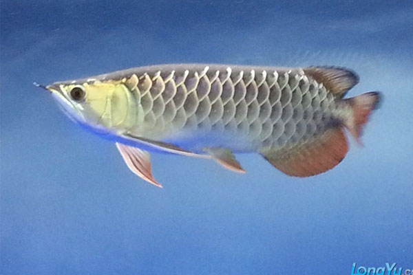 觀賞性金龍魚_觀賞魚大金龍_金龍魚觀賞魚