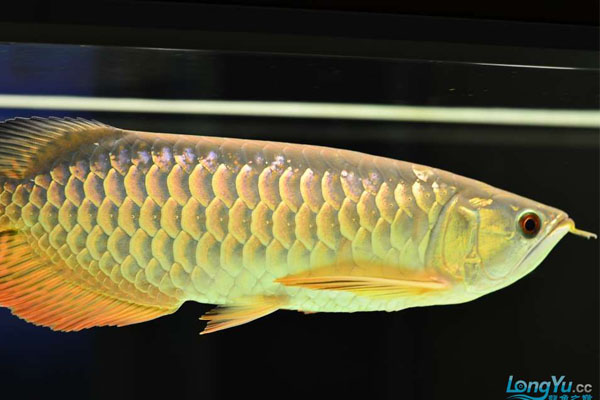 金龍魚觀賞魚_觀賞魚大金龍_觀賞性金龍魚