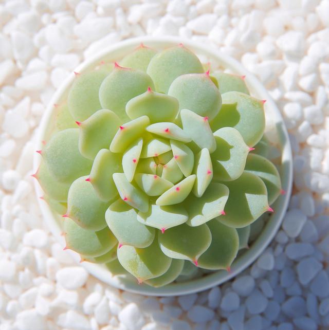 檸檬卷多肉圖片老樁_檸檬卷多肉好養(yǎng)嗎_多肉檸檬卷