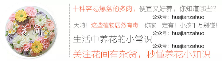 檸檬卷多肉圖片老樁_多肉檸檬卷_檸檬卷多肉好養(yǎng)嗎