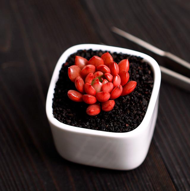 多肉檸檬卷_檸檬卷多肉圖片老樁_檸檬卷多肉好養(yǎng)嗎