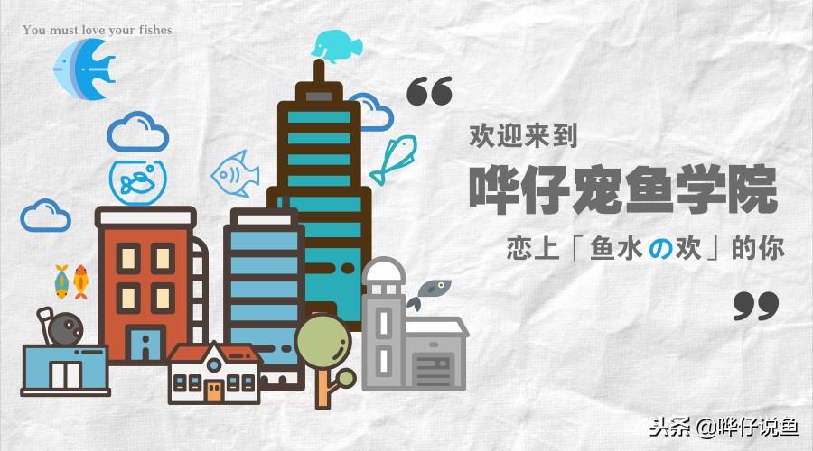 常見寵物魚玩膩了？推薦三種小眾觀賞魚，讓
