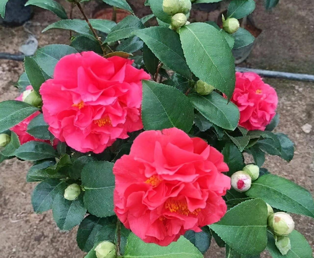 冬天好養活的植物_冬天種什么植物好養活_冬天栽種的植物