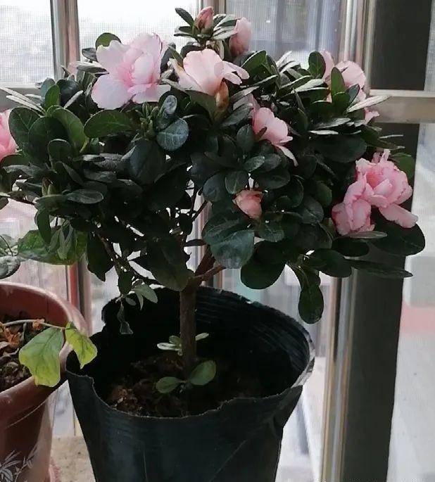 冬天種什么植物好養活_冬天栽種的植物_冬天好養活的植物