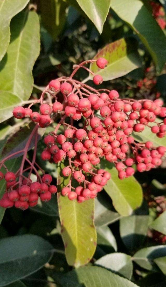 冬天種什么植物好養活_冬天好養活的植物_冬天栽種的植物