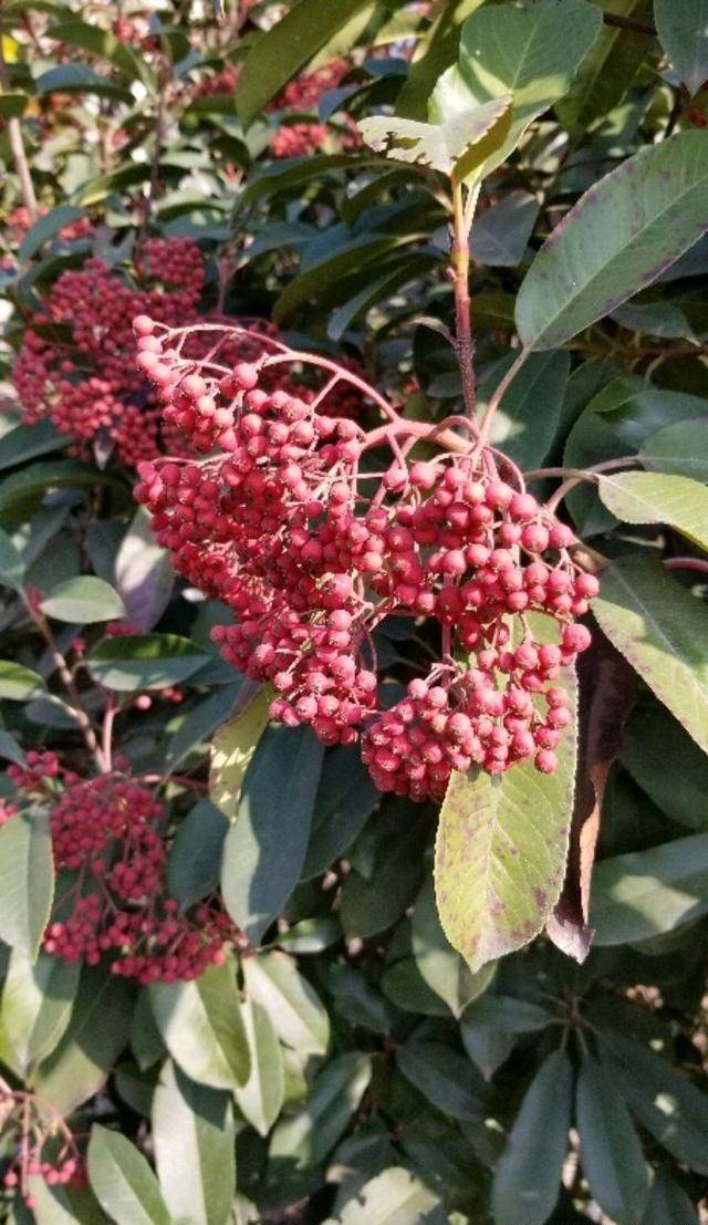 冬天好養活的植物_冬天栽種的植物_冬天種什么植物好養活