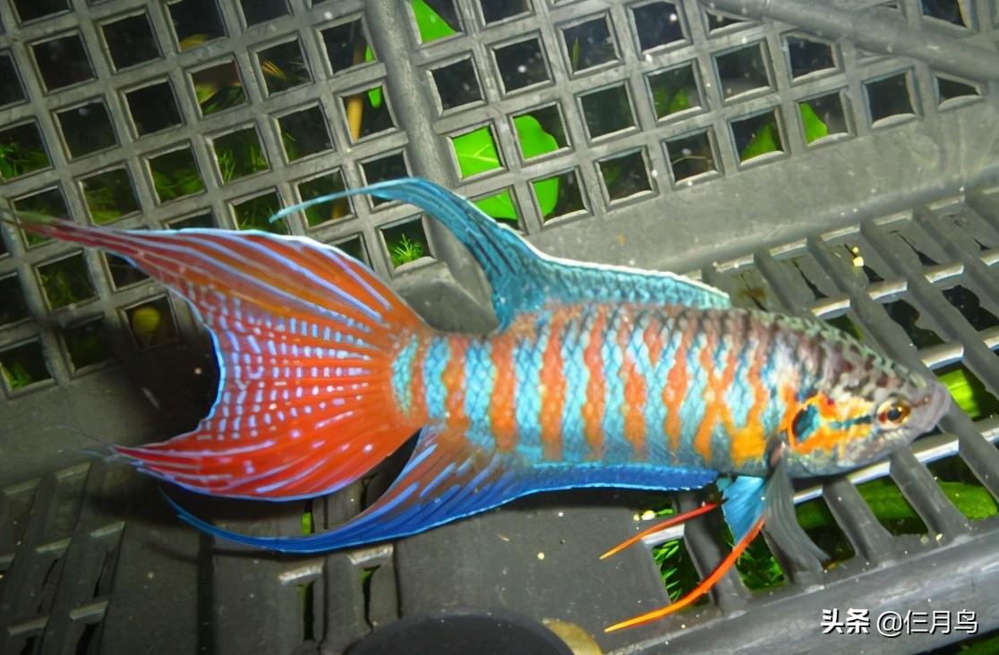 冷水觀賞魚排行榜十大最好養冷水魚（家庭最