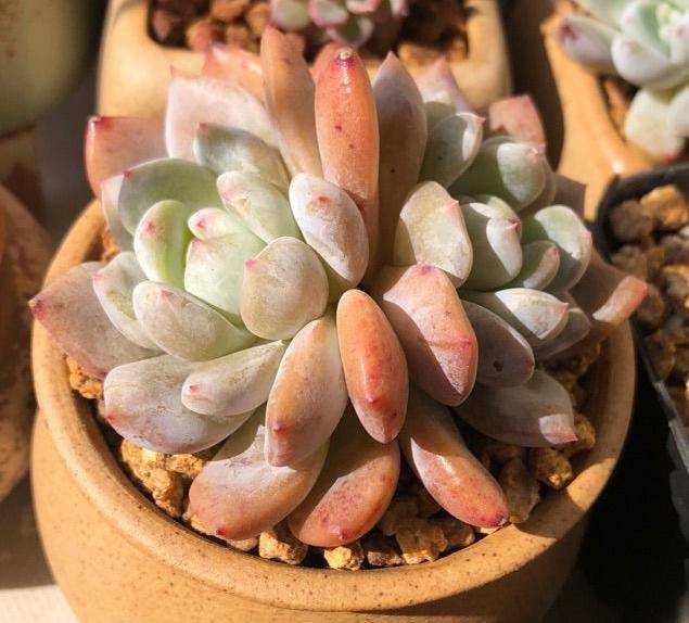 當多肉植物越長越歪，這樣來曬太陽，幾天就