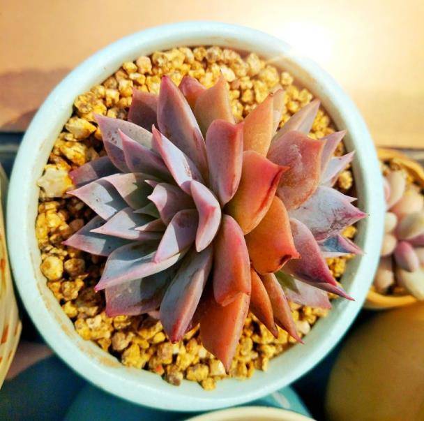多肉花長什么樣_多肉植物長花_多肉長花怎么處理方法