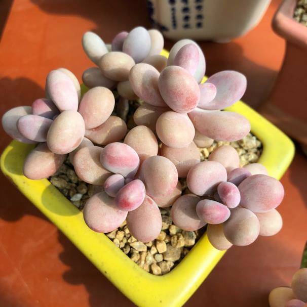 多肉長花怎么處理方法_多肉植物長花_多肉花長什么樣
