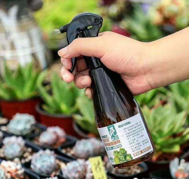 多肉長(zhǎng)白蟲子用什么藥效果好_多肉長(zhǎng)白蟲_多肉植物白蟲子