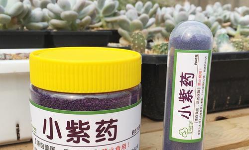 多肉長(zhǎng)白蟲子用什么藥效果好_多肉長(zhǎng)白蟲_多肉植物白蟲子