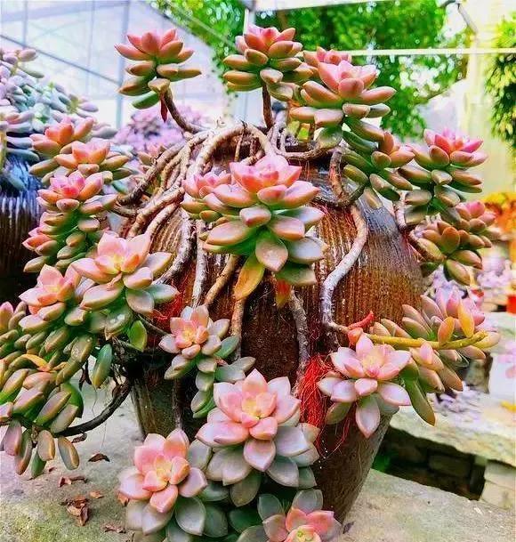 多肉長(zhǎng)白蟲_多肉長(zhǎng)白蟲子用什么藥效果好_多肉植物白蟲子