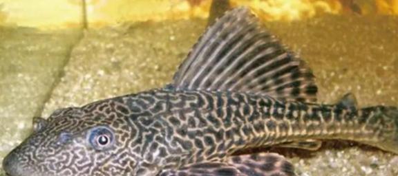 具體分析：日益泛濫的清道夫魚，有被我們吃