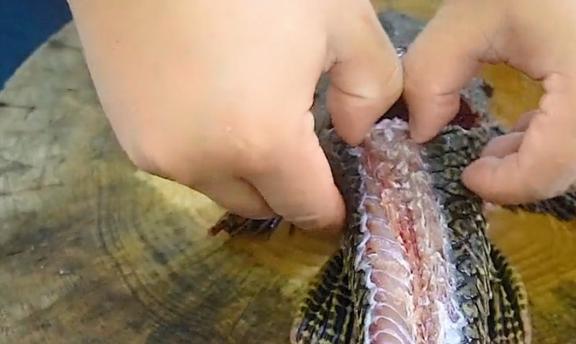 觀賞魚清道夫的種類_觀賞魚清道夫算不算魚類_觀賞種類魚清道夫怎么養(yǎng)