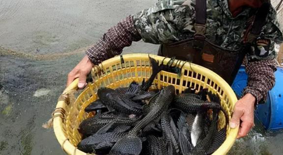 觀賞魚清道夫的種類_觀賞魚清道夫算不算魚類_觀賞種類魚清道夫怎么養(yǎng)