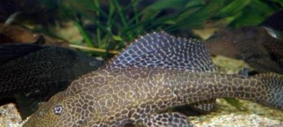觀賞魚清道夫算不算魚類_觀賞魚清道夫的種類_觀賞種類魚清道夫怎么養(yǎng)