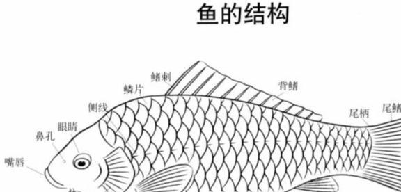 觀賞魚清道夫的種類_觀賞魚清道夫算不算魚類_觀賞種類魚清道夫怎么養(yǎng)