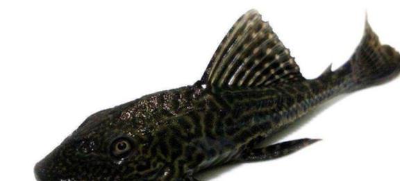 觀賞魚清道夫的種類_觀賞魚清道夫算不算魚類_觀賞種類魚清道夫怎么養(yǎng)