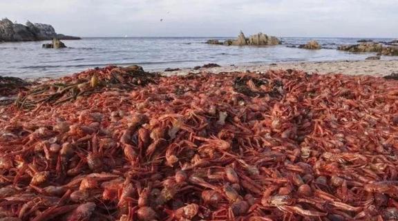 觀賞魚清道夫的種類_觀賞種類魚清道夫怎么養(yǎng)_觀賞魚清道夫算不算魚類