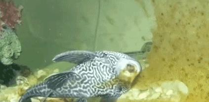 觀賞魚清道夫算不算魚類_觀賞魚清道夫的種類_觀賞種類魚清道夫怎么養(yǎng)