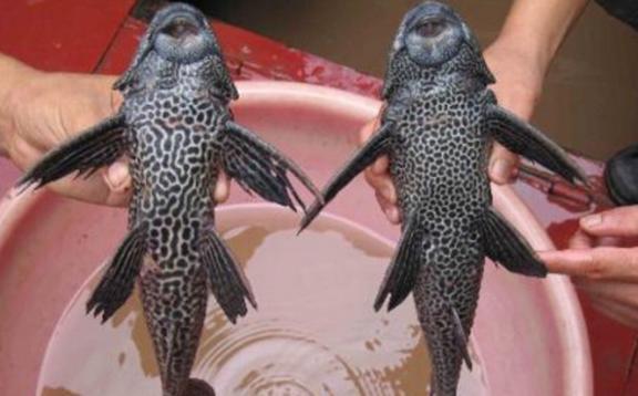 觀賞魚清道夫算不算魚類_觀賞魚清道夫的種類_觀賞種類魚清道夫怎么養(yǎng)