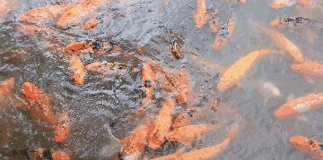 觀賞種類魚清道夫怎么養(yǎng)_觀賞魚清道夫算不算魚類_觀賞魚清道夫的種類